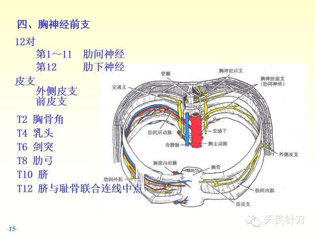 【PPT】脊神经解剖