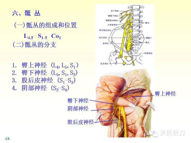 【PPT】脊神经解剖