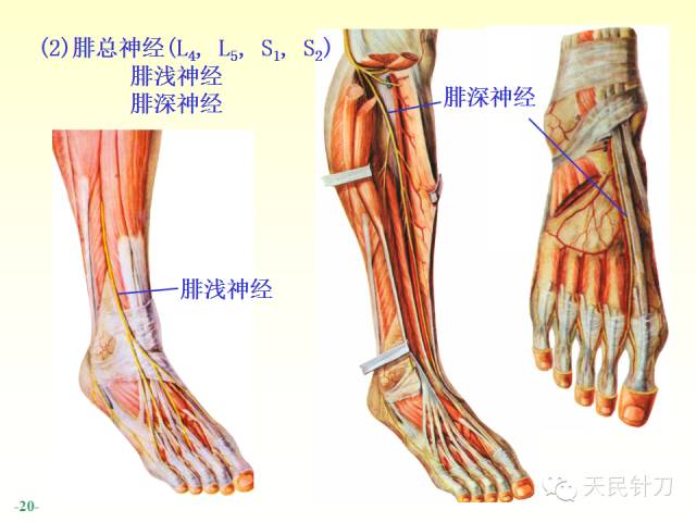 【PPT】脊神经解剖