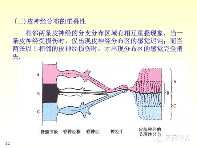 【PPT】脊神经解剖