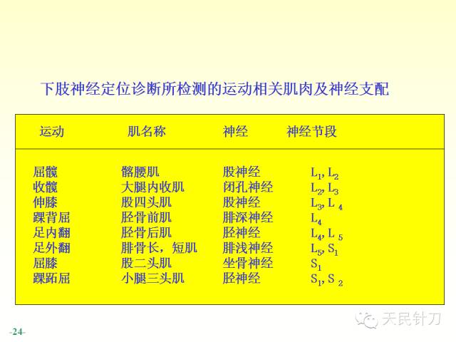 【PPT】脊神经解剖