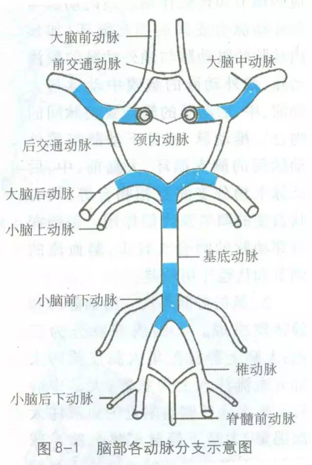 颈内-脑动脉分段、分支