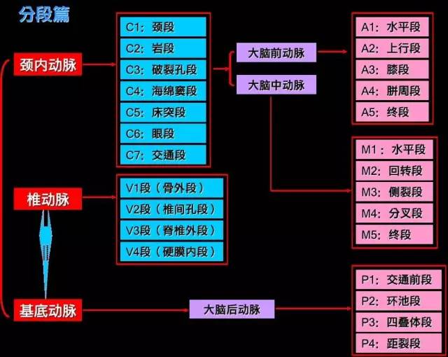 颈内-脑动脉分段、分支