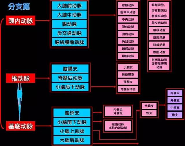 颈内-脑动脉分段、分支