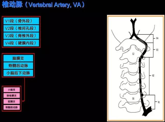 颈内-脑动脉分段、分支