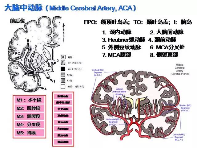 颈内-脑动脉分段、分支