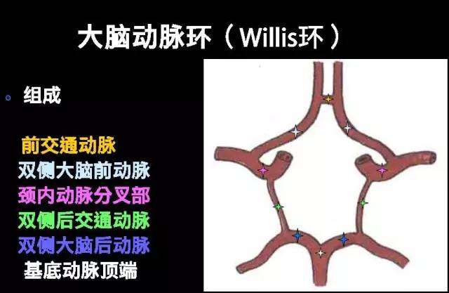 颈内-脑动脉分段、分支