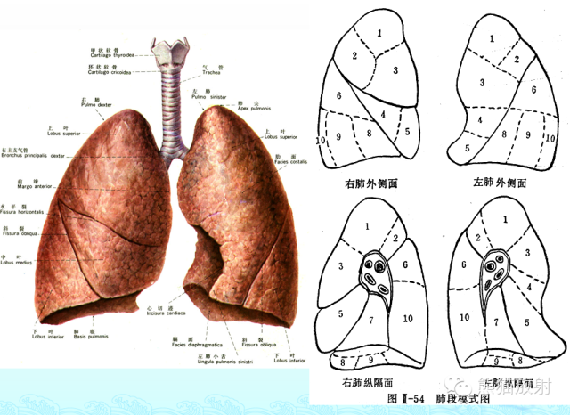肺粟粒样结节鉴别诊断
