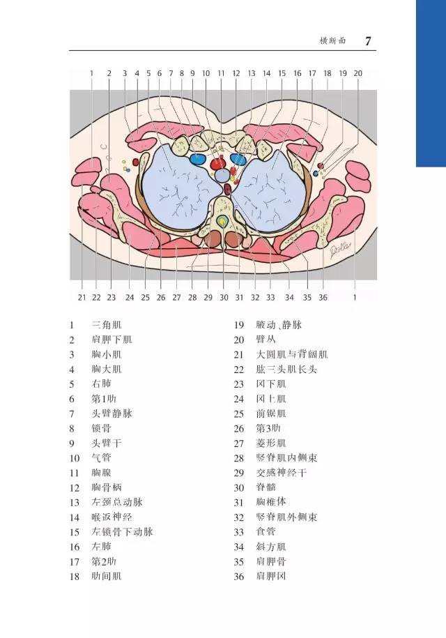 胸部CT袖珍断层解剖图谱