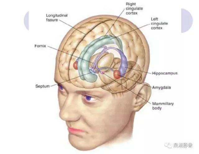 【PPT】海马硬化性颞叶癫痫的MRI探索研究