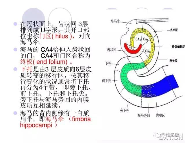【PPT】海马硬化性颞叶癫痫的MRI探索研究