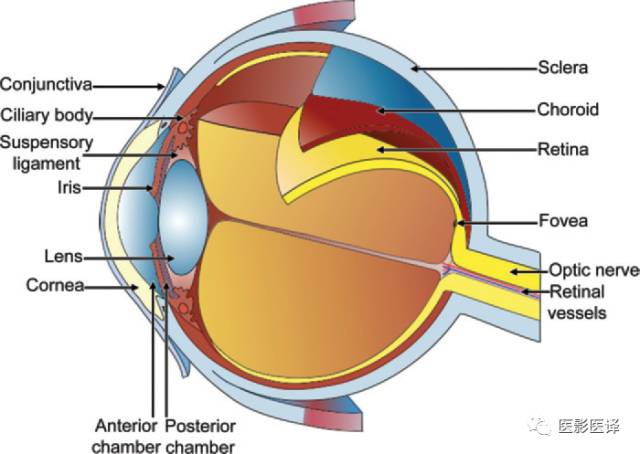 成人眼眶肿瘤：临床、影像、与病理回顾