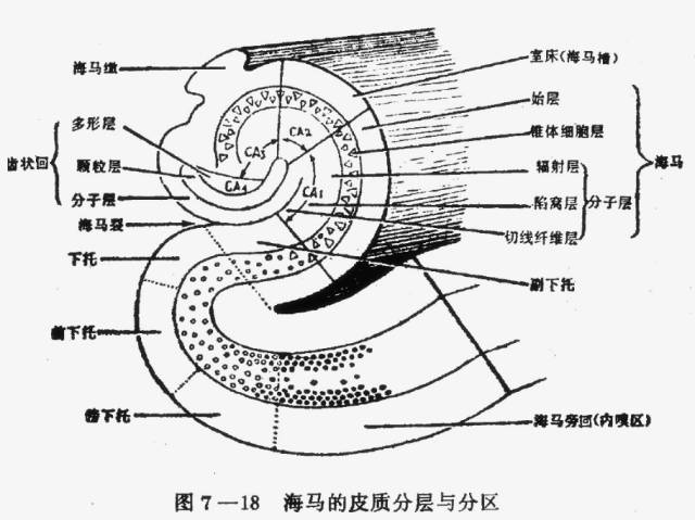 带你认识神秘的海马体