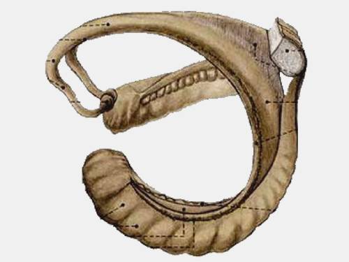 带你认识神秘的海马体