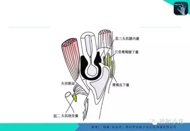 【PPT】滑囊