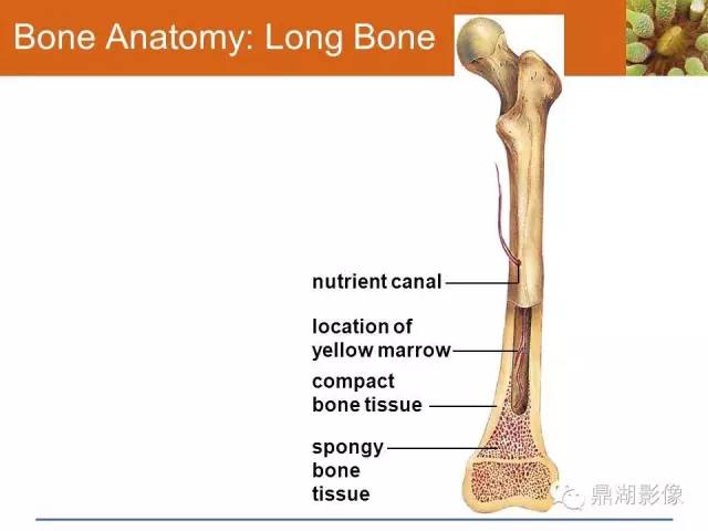 千万不要把滋养管认成“骨折”