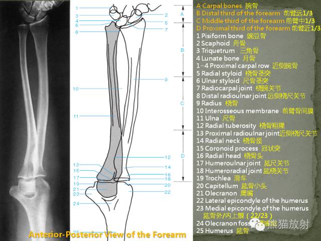 肘关节及前臂平片——临床影像示例