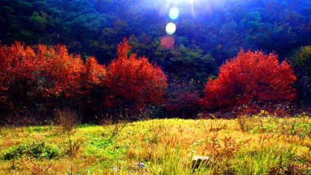 【病例】脊髓胶质母细胞瘤1例MR影像表现与鉴别