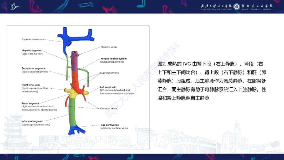 【PPT】下腔静脉解剖变异及病变影像诊断-5