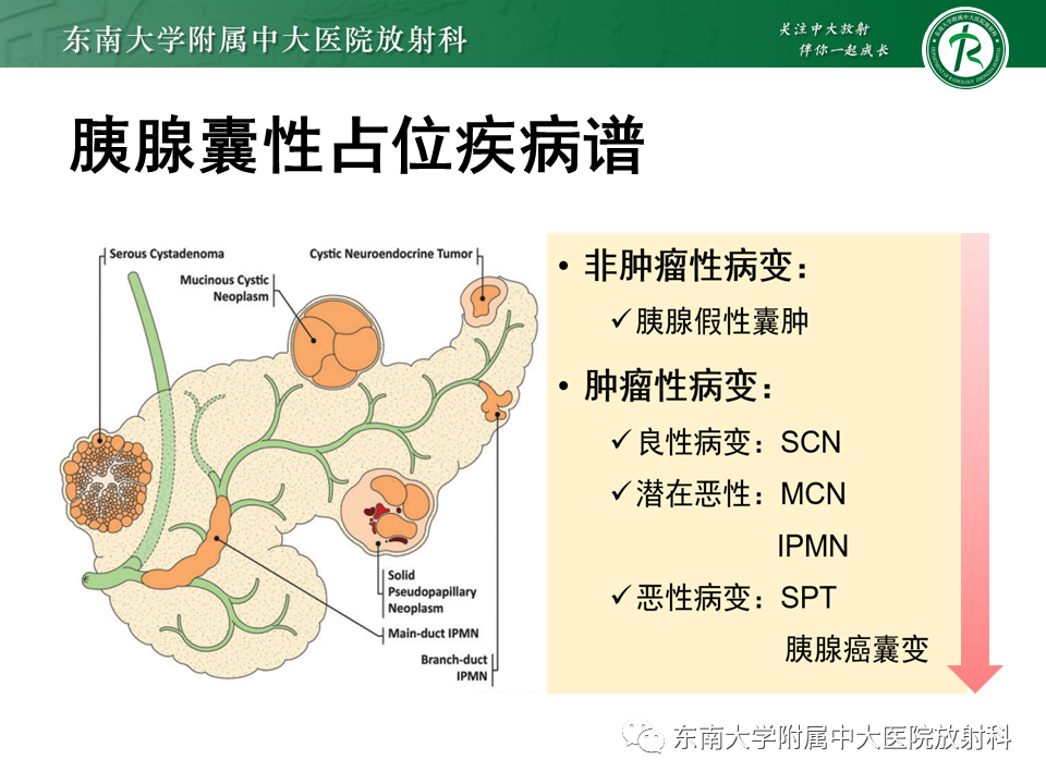 【PPT】胰腺常见囊性病变影像表现-10