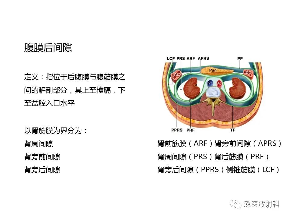 【PPT】原发性腹膜后囊性病变影像学特征-2