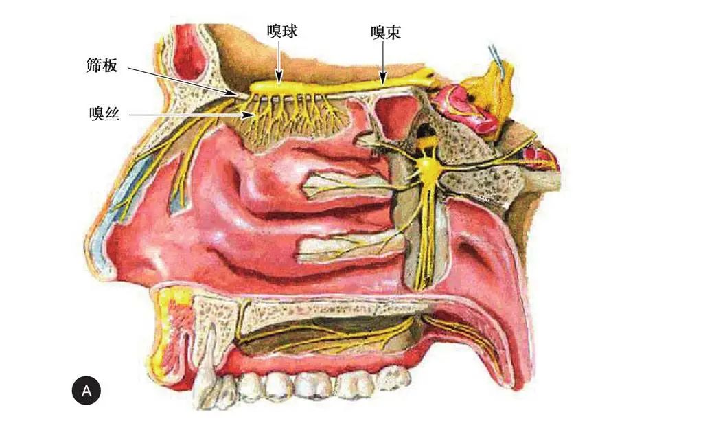 十二对脑神经影像解剖图谱