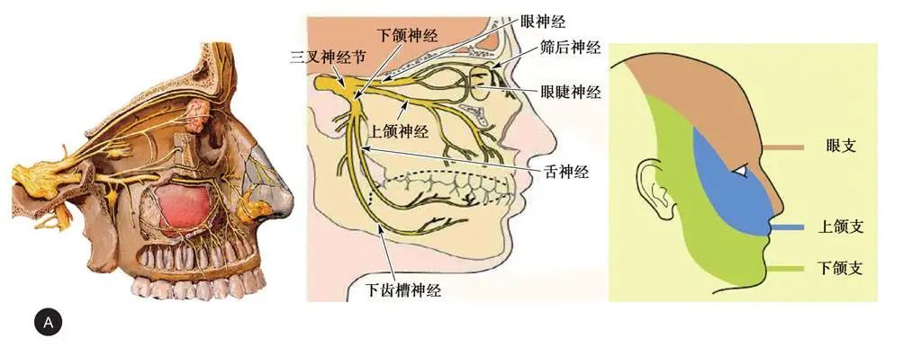 十二对脑神经影像解剖图谱-13