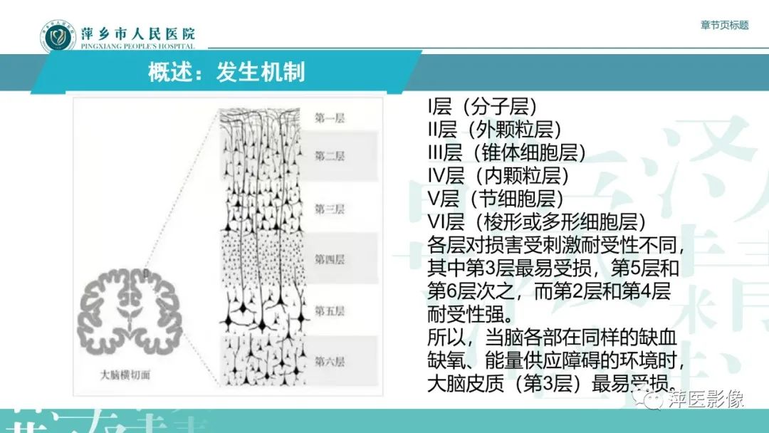 【PPT】脑皮质层状坏死的影像诊断-13