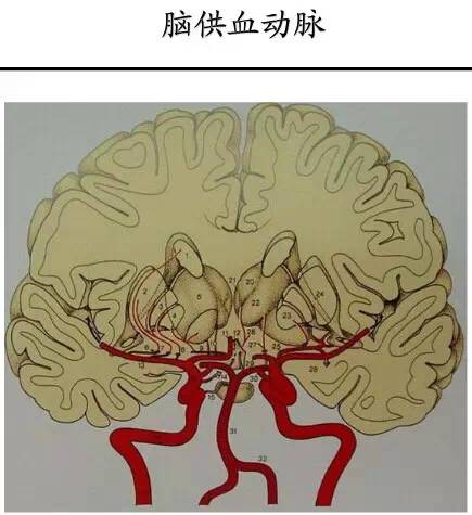 【PPT】猜责任血管与发病机制-13