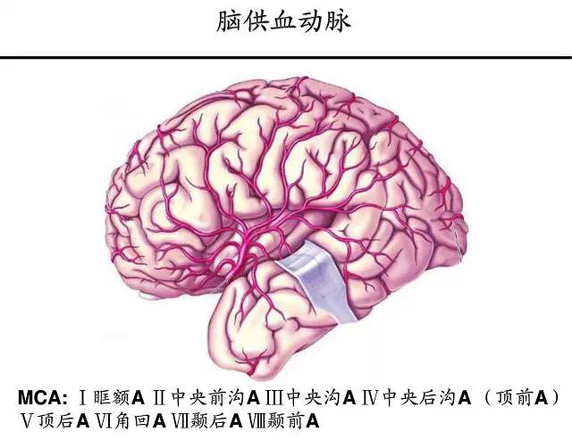 【PPT】猜责任血管与发病机制-15