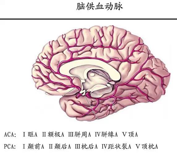 【PPT】猜责任血管与发病机制-16