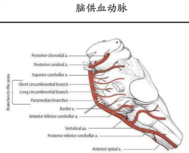 【PPT】猜责任血管与发病机制-20