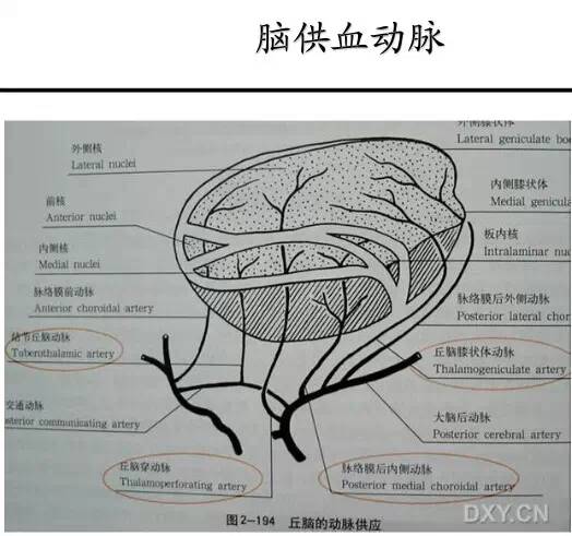 【PPT】猜责任血管与发病机制-21