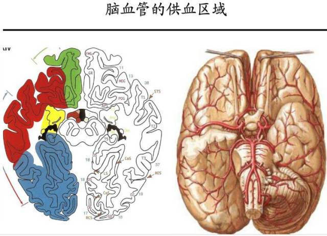 【PPT】猜责任血管与发病机制-25