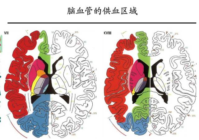 【PPT】猜责任血管与发病机制-28