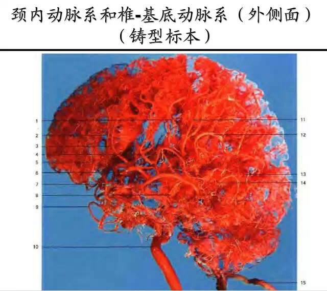 【PPT】猜责任血管与发病机制-37