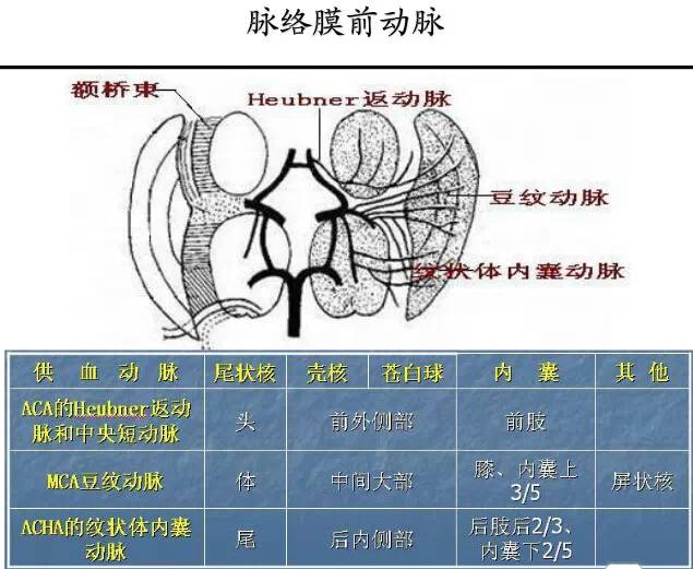 【PPT】猜责任血管与发病机制-100