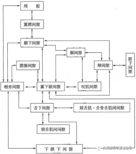 颌面部间隙感染影像诊断及各间隙解剖-3