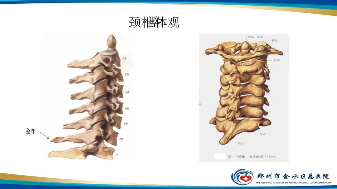 【PPT】颈椎拍片技术与临床意义-3