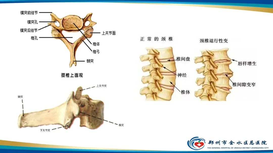 【PPT】颈椎拍片技术与临床意义-5