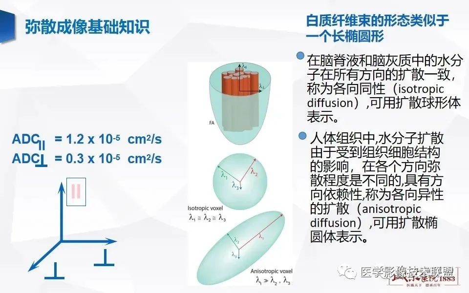 【PPT】磁共振弥散成像的原理及应用-11