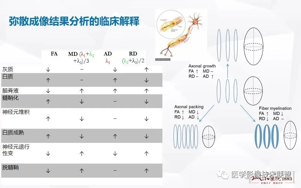 【PPT】磁共振弥散成像的原理及应用-13
