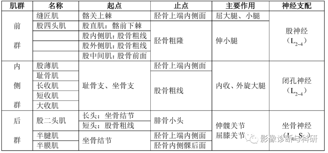 髋关节MR轴位详细标注-1 髋关节MR轴位详细标注-1