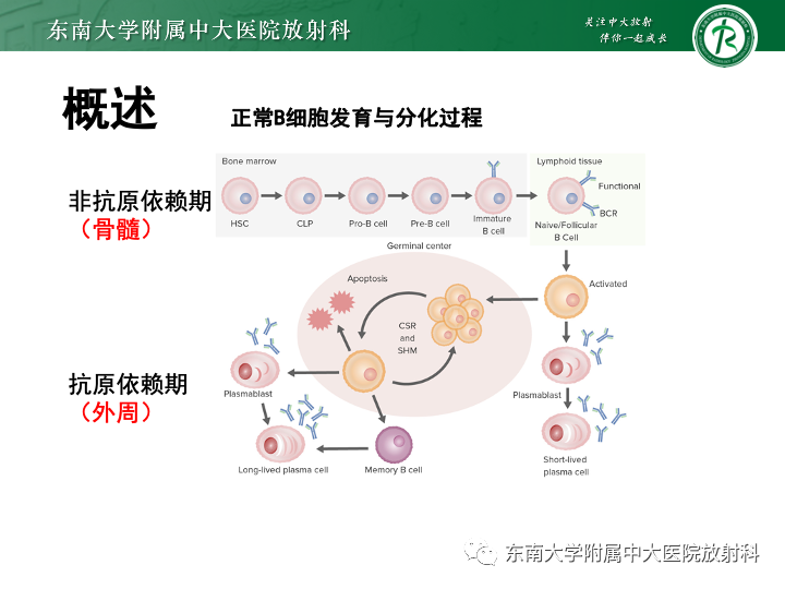 【PPT】多发性骨髓瘤-8