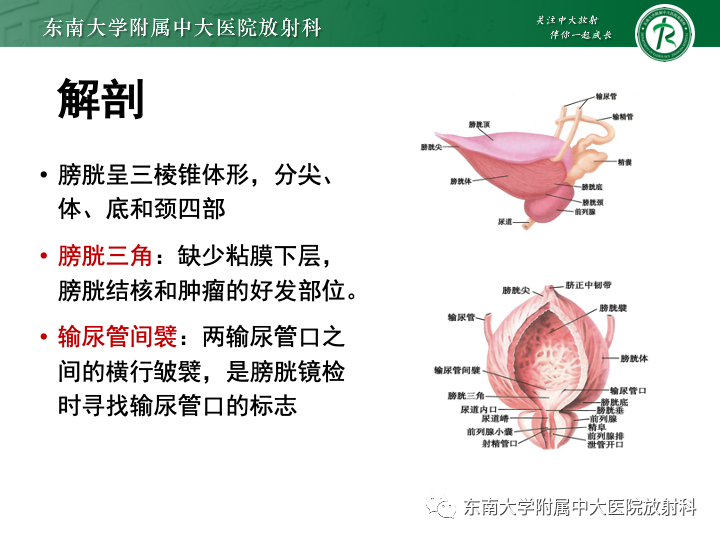 【PPT】腺性膀胱炎-7
