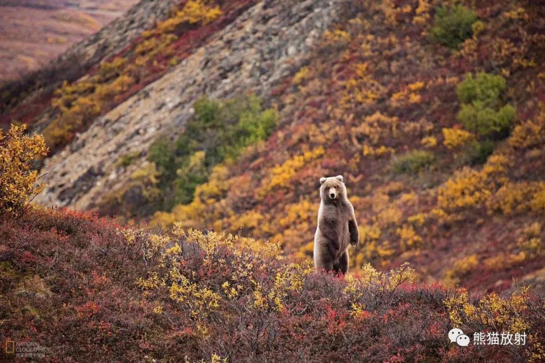 【病例】韧带样纤维瘤1例MR影像-4