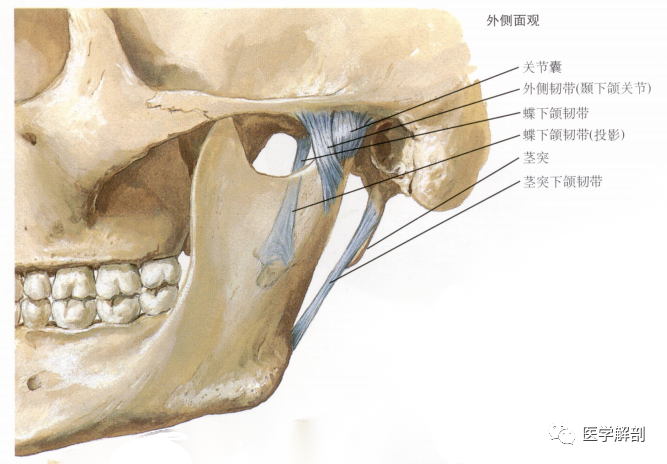 颞下颌关节MR解剖图谱