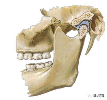 颞下颌关节MR解剖图谱-3