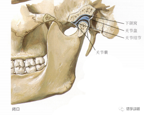 颞下颌关节MR解剖图谱-2