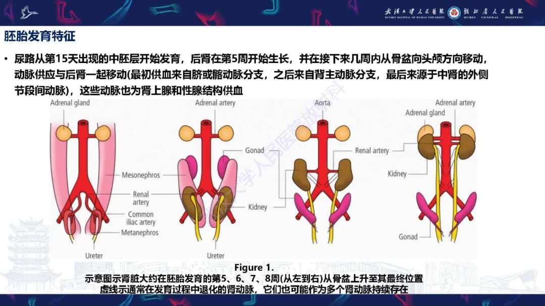 【PPT】肾动脉：解剖、病理及血管内治疗-3
